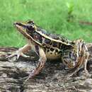 Слика од Lithobates miadis (Barbour & Loveridge 1929)