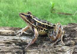 Image of Lithobates miadis (Barbour & Loveridge 1929)