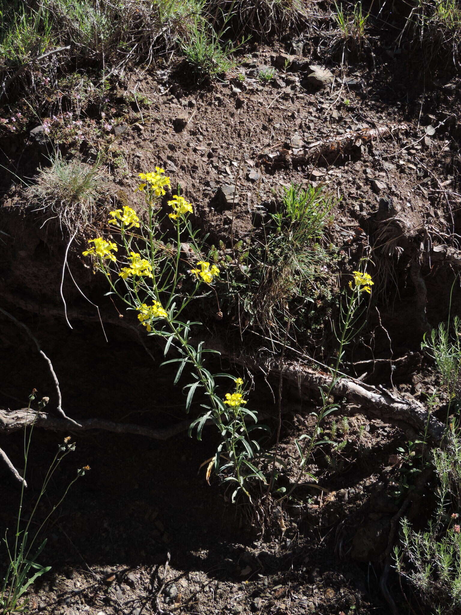 صورة Erysimum maremmanum