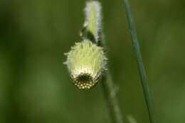 Слика од Asteropsis megapotamica (Spreng.) Marchesi