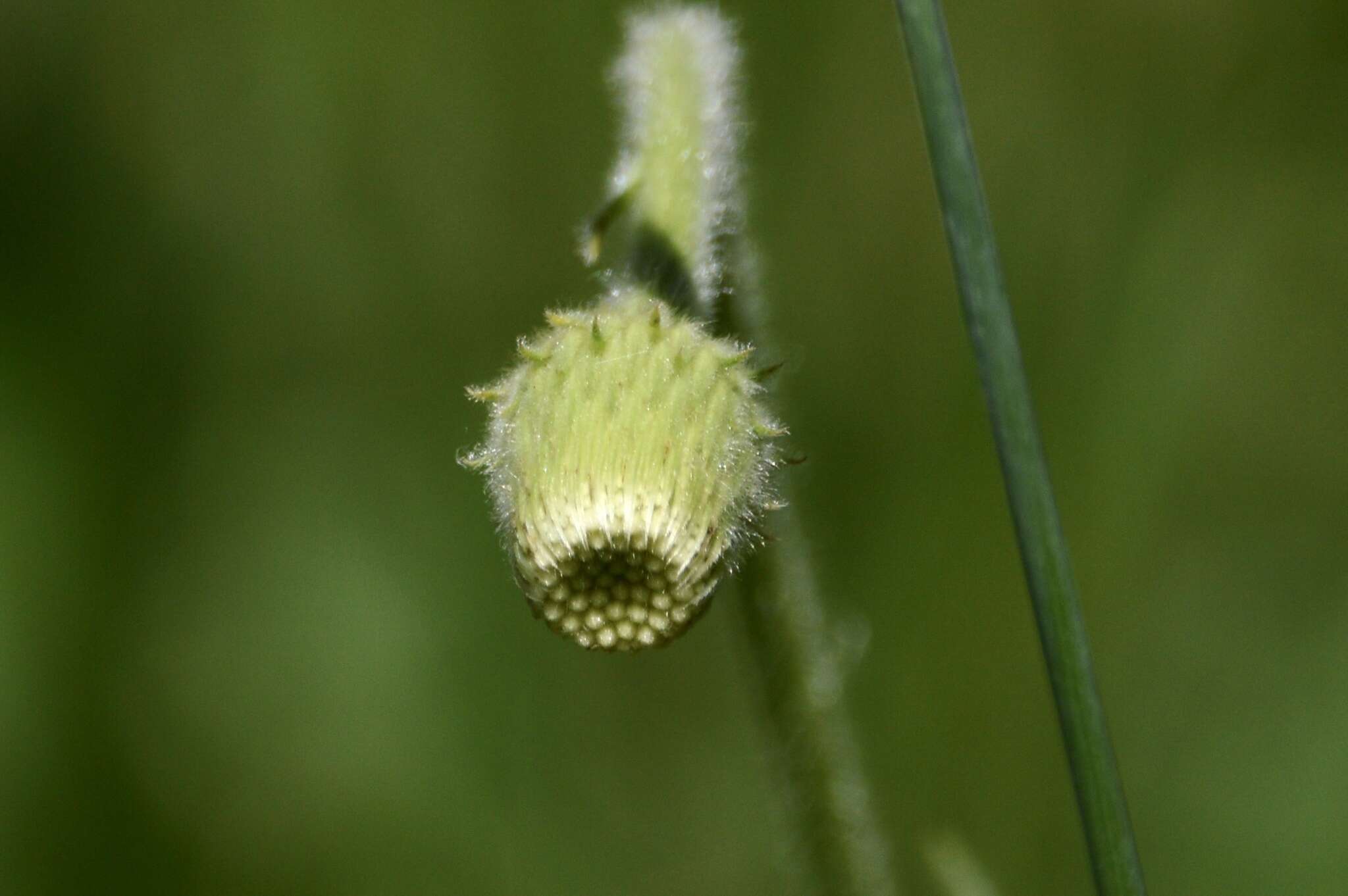 Image of Asteropsis megapotamica (Spreng.) Marchesi