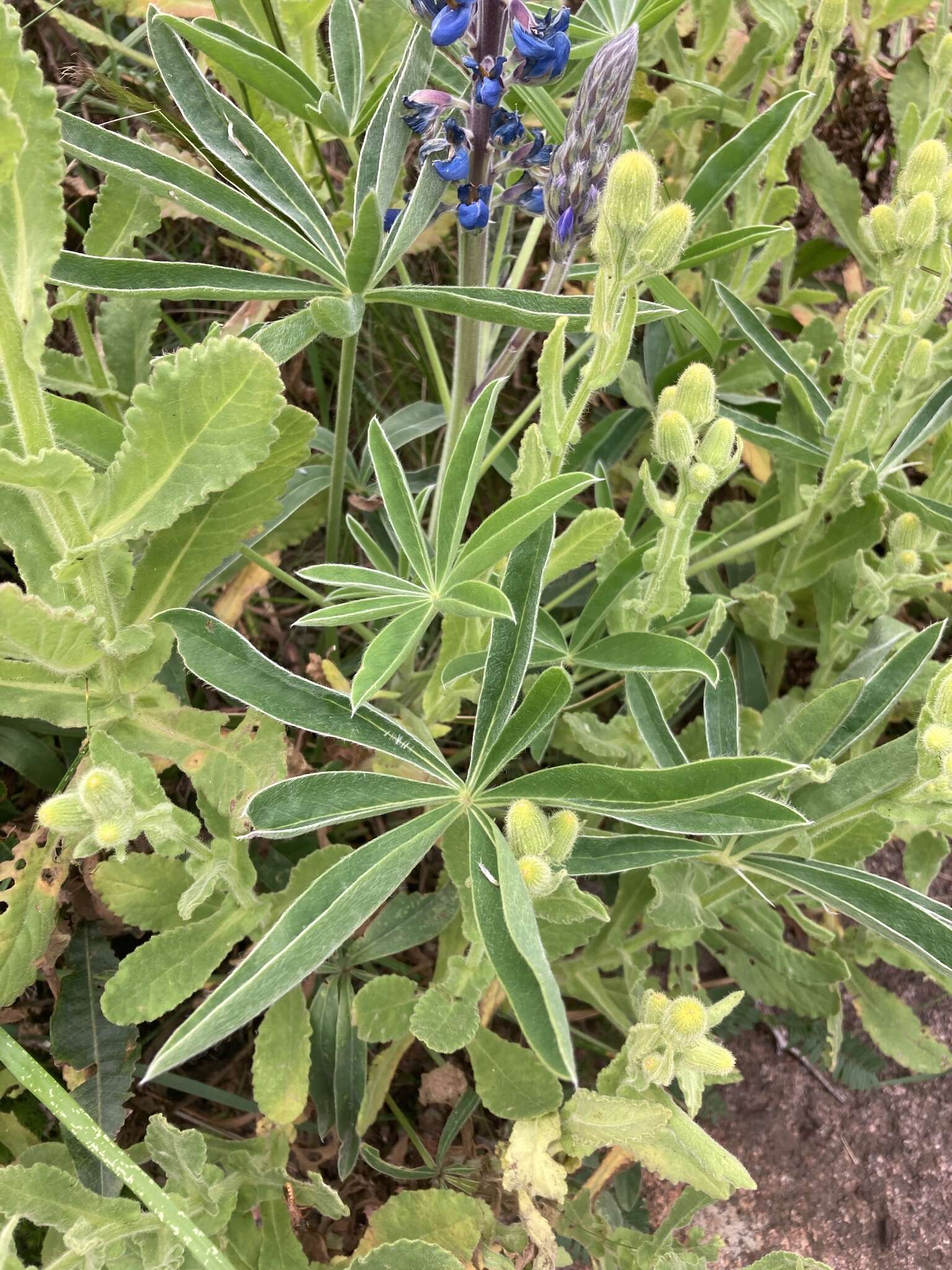 Image of Lupinus multiflorus Desr.