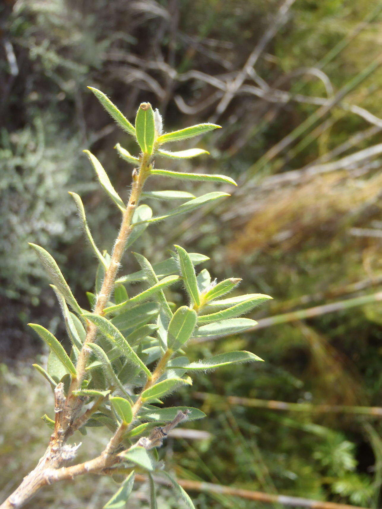 Image of <i>Liparia racemosa</i>