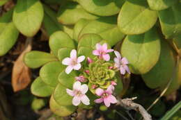 Lysimachia mauritiana Lam. resmi