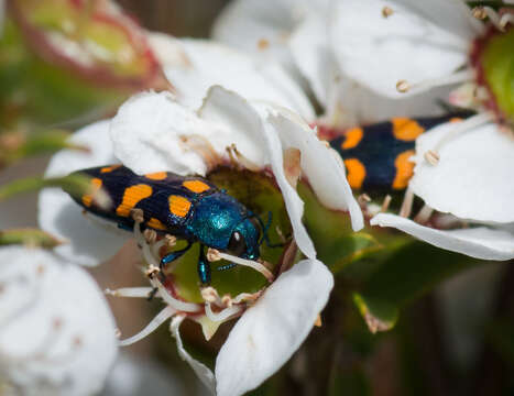 Image of Castiarina bicolor (Gory & Laporte 1838)