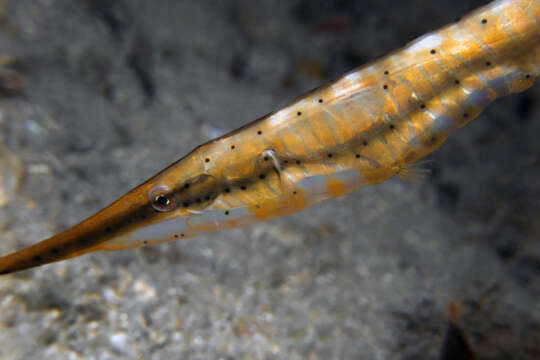 Image of Speckled shrimpfish