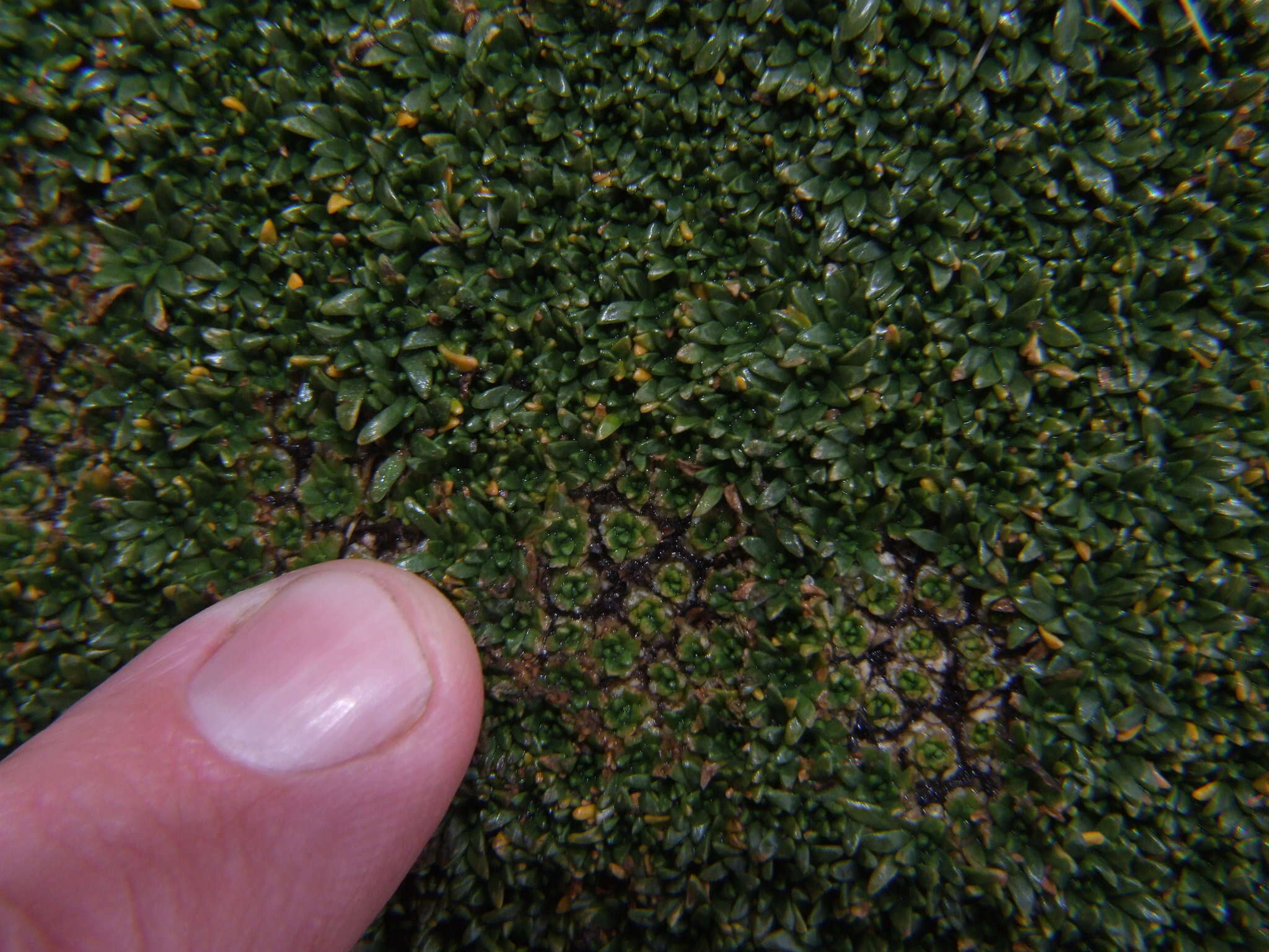 Image of Azorella diapensioides A. Gray