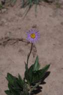 Plancia ëd Afroaster hispida (Thunb.) J. C. Manning & Goldblatt