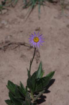 Image of Afroaster hispida (Thunb.) J. C. Manning & Goldblatt