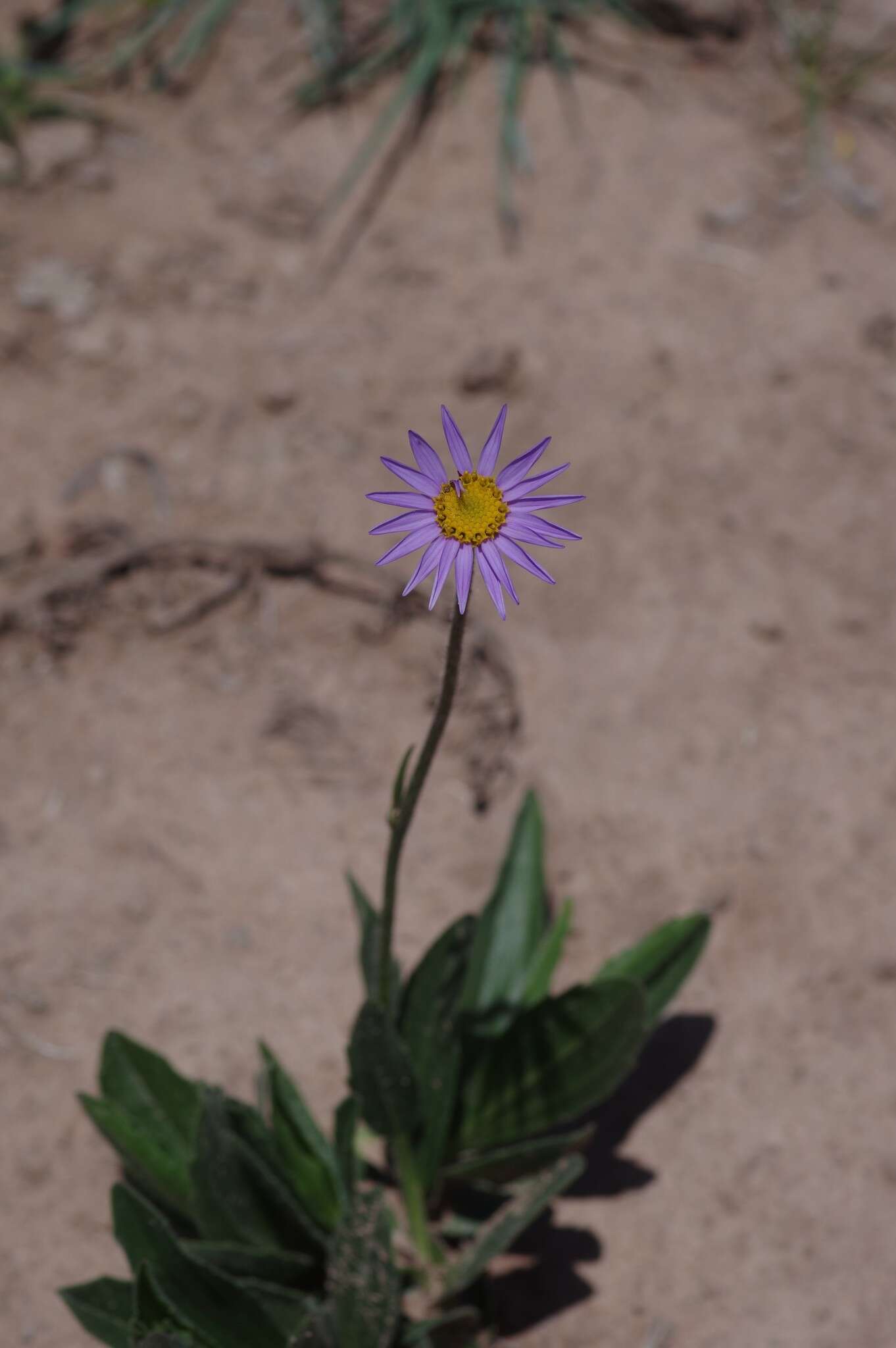 Plancia ëd Afroaster hispida (Thunb.) J. C. Manning & Goldblatt