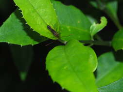 Слика од Helopeltis cinchonae Mann 1907