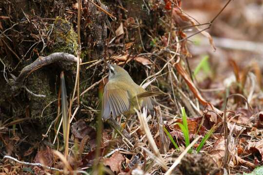 Image of Yellow-bellied Bush Warbler