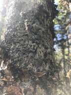 Image of anzia lichen