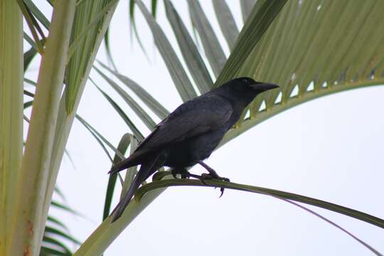 Imagem de Corvus sinaloae Davis & LI 1958