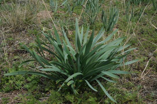 Image of Ungernia sewerzowii (Regel) B. Fedtsch.