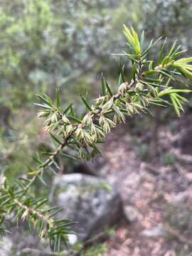 Image of Styphelia exolasia