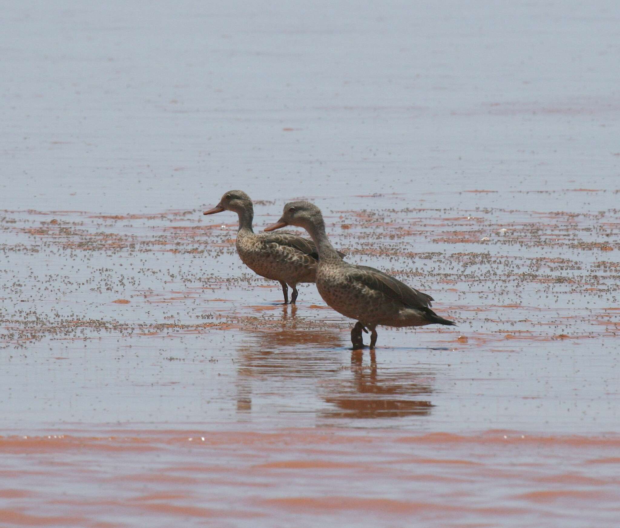 Image of Bernier's Teal