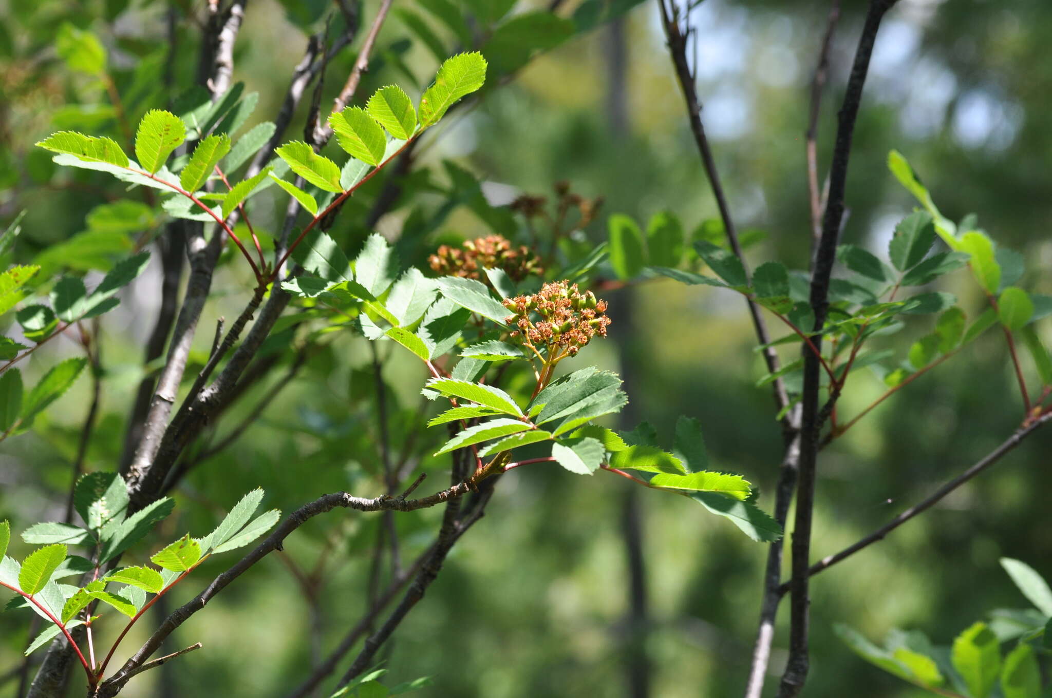 Image of western mountain ash