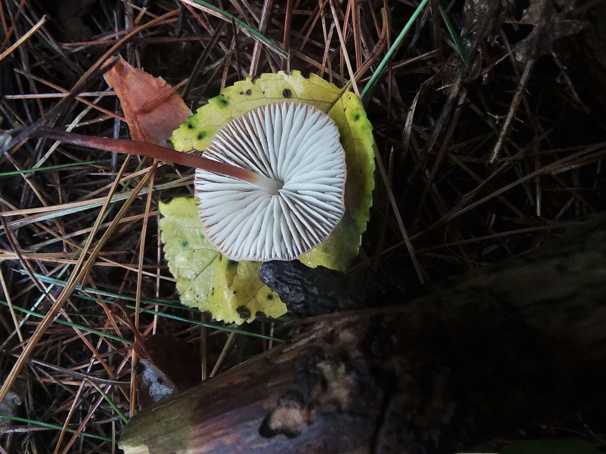 Image de Marasmius sullivantii Mont. 1856