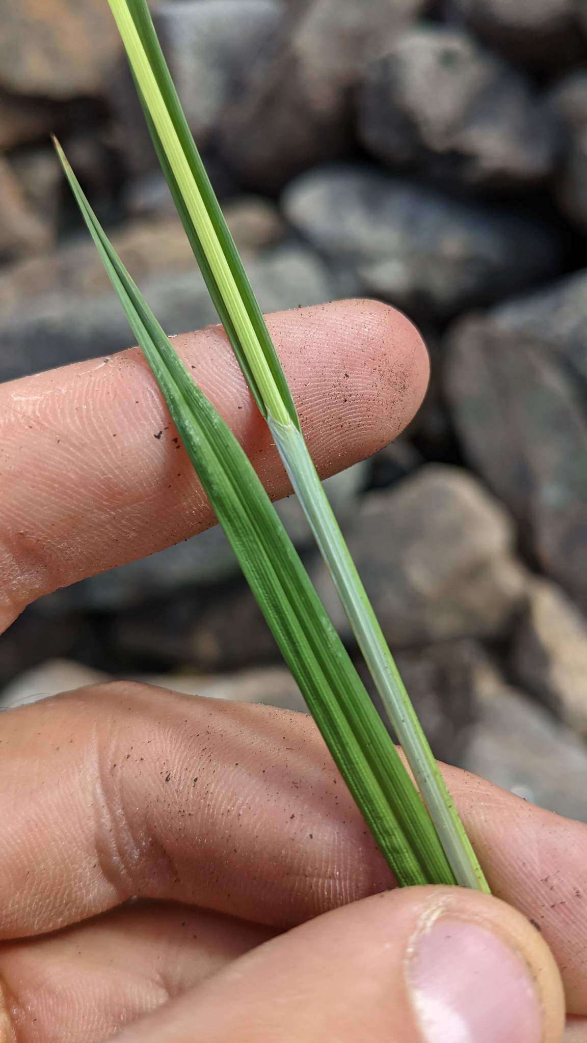 Image of Lesser Black-Scale Sedge