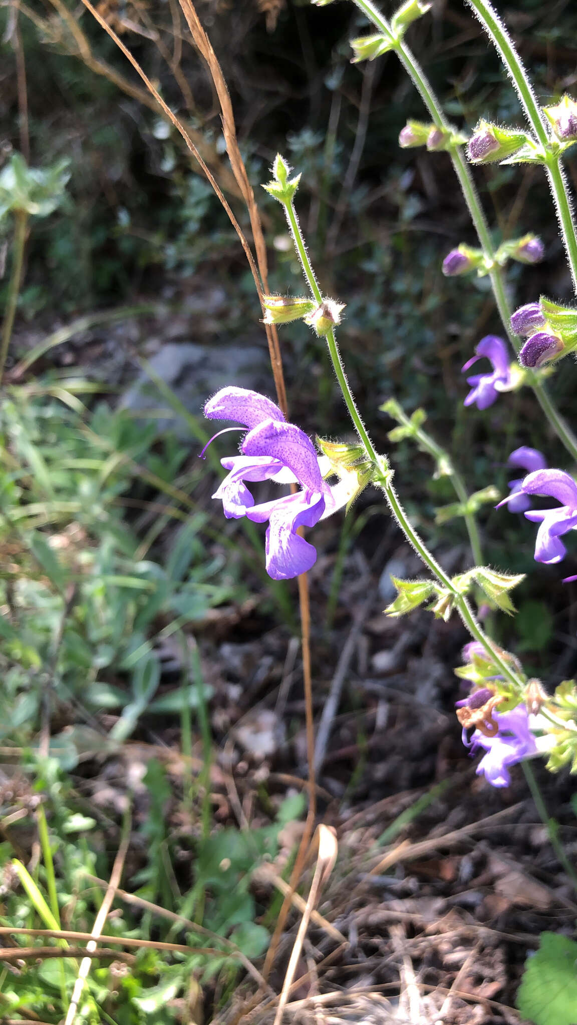 Imagem de Salvia forskaehlei L.