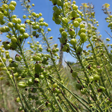 Image of Bulbine angustifolia Poelln.