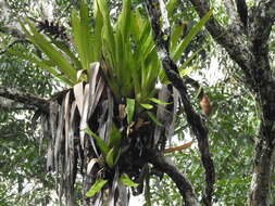 Image of Aechmea moonenii Gouda