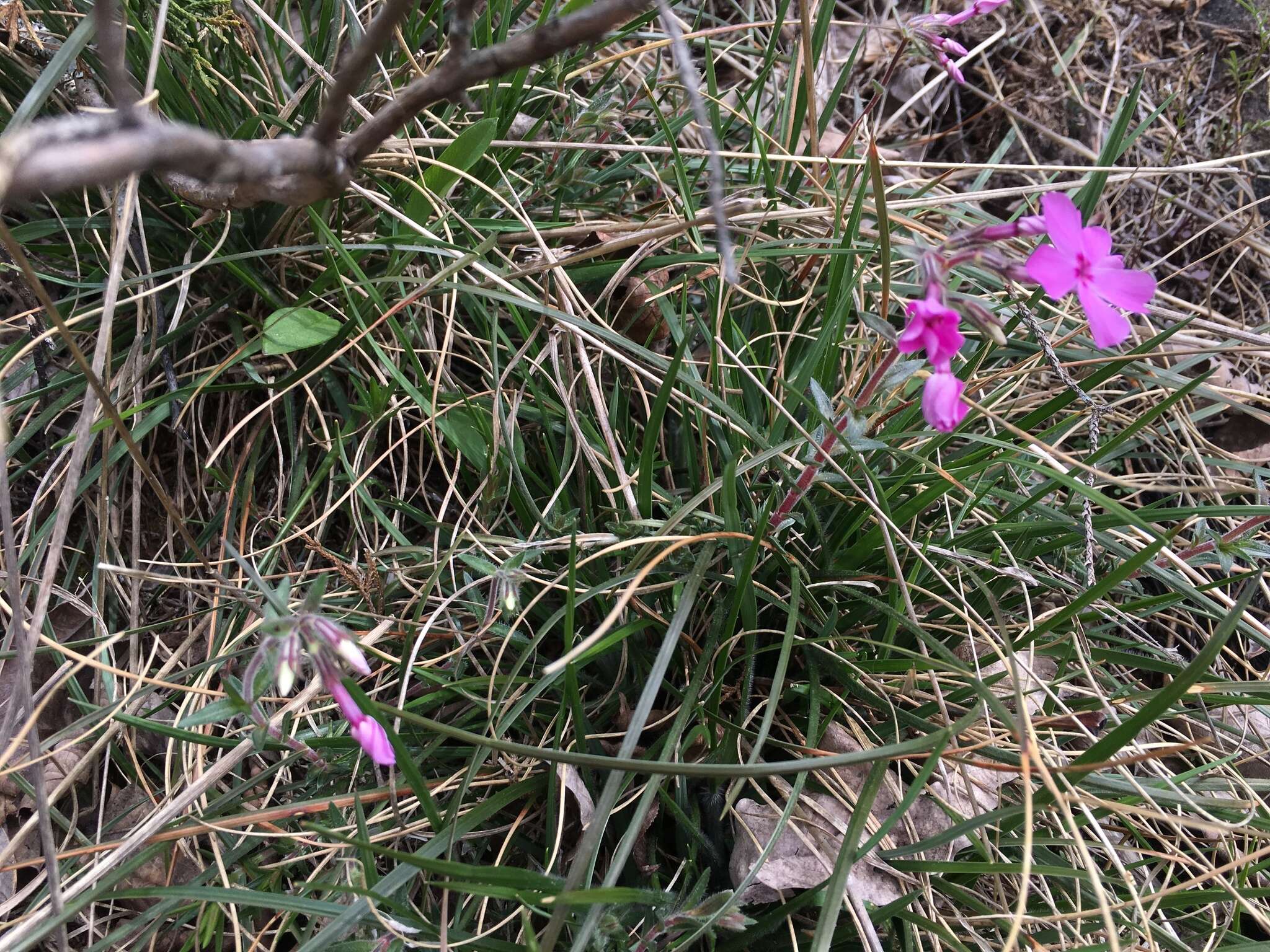 Image of Hentz's phlox