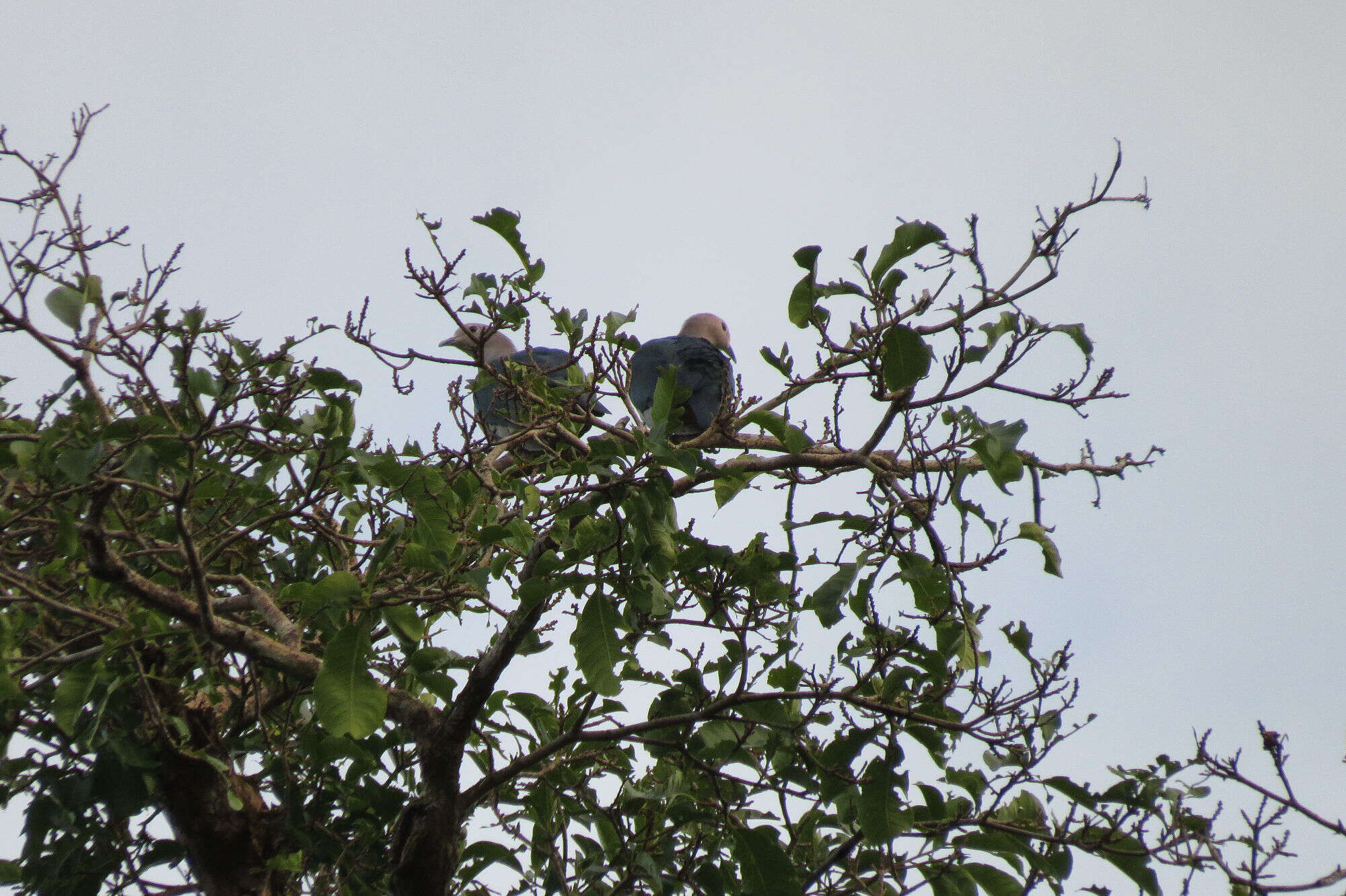 Imagem de pombo imperial verde