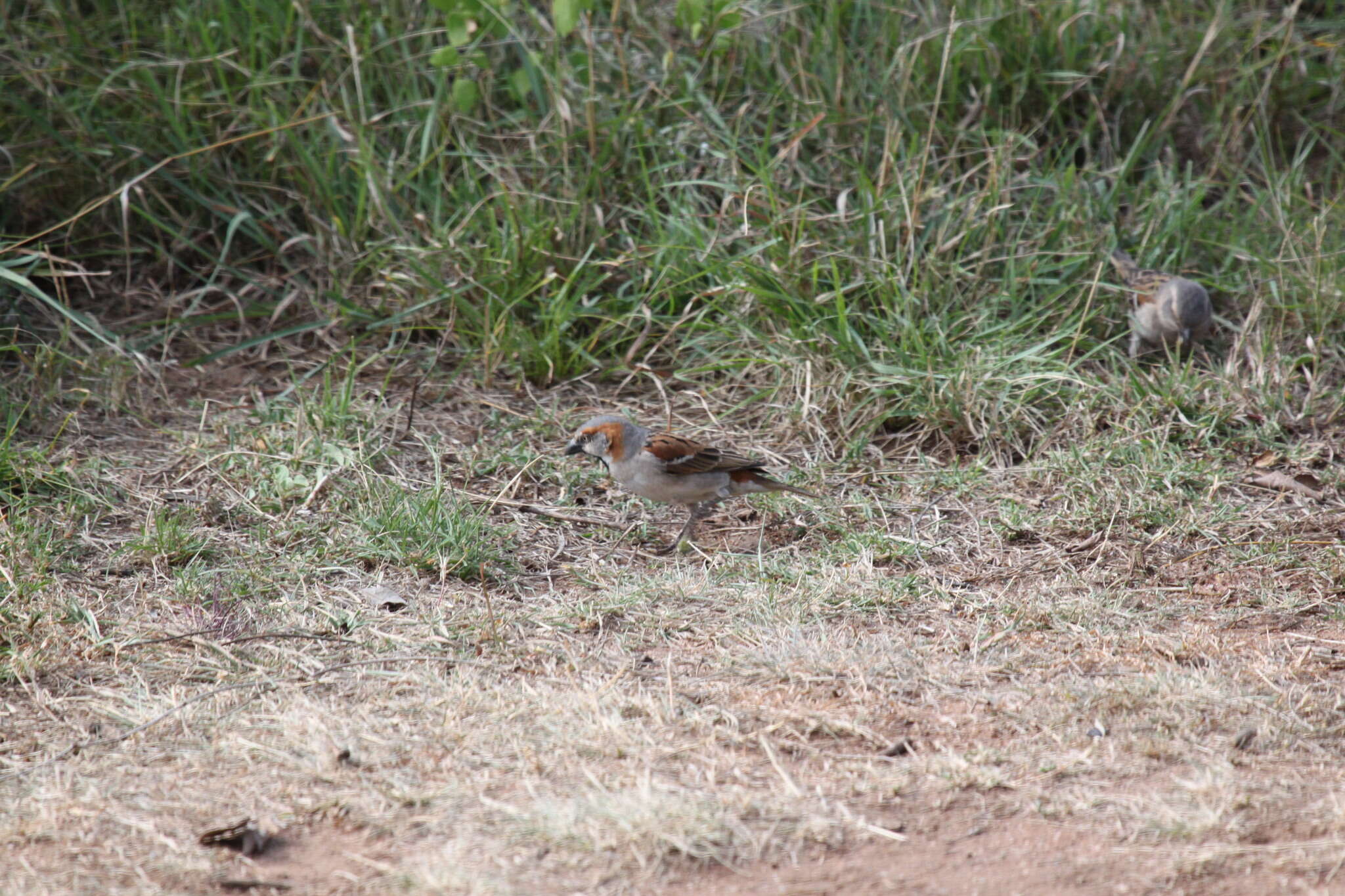 Image of Kenya Rufous-Sparrow