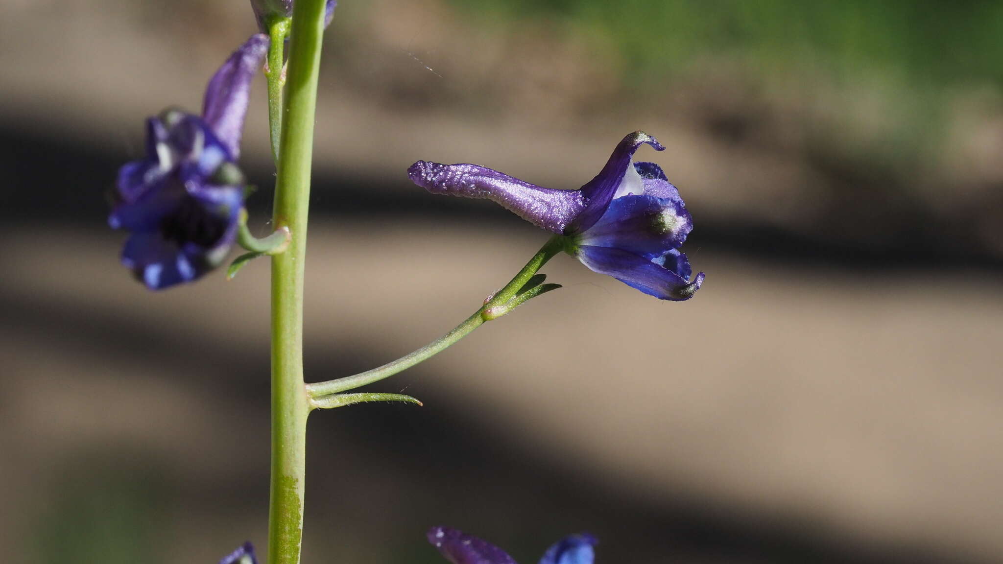 Delphinium patens subsp. hepaticoideum Ewan的圖片