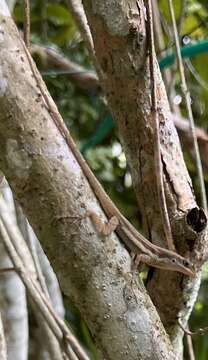 Image of Bluefields Anole