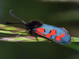 Image of Zygaena oxytropis Boisduval 1828