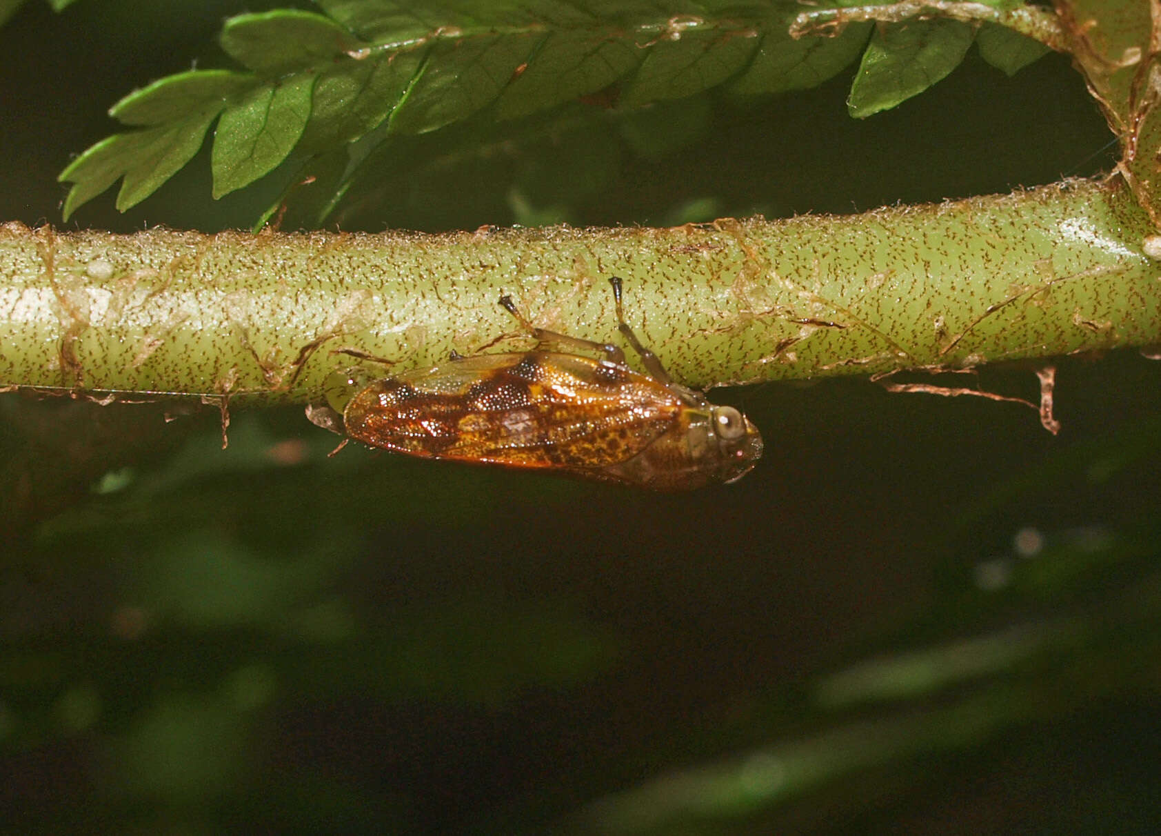 Слика од Pseudaphronella