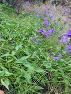 Image of stickystem penstemon