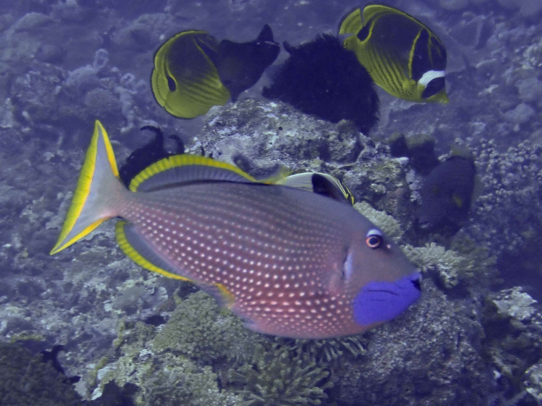 Image of Gilded triggerfish