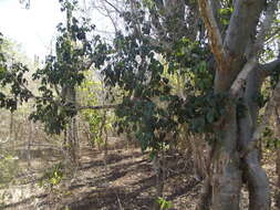 Image of balsam torchwood