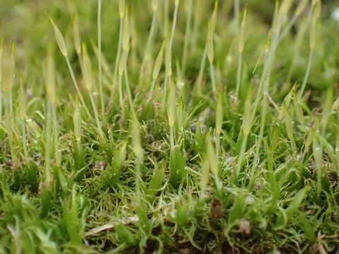 Image of trematodon moss