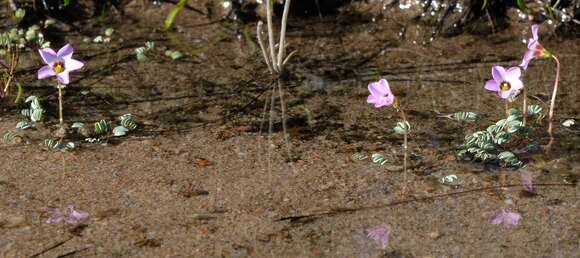 Image of Oxalis oculifera E. G. H. Oliver