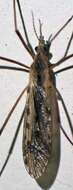 Image of Tipula (Triplicitipula) simplex Doane 1901