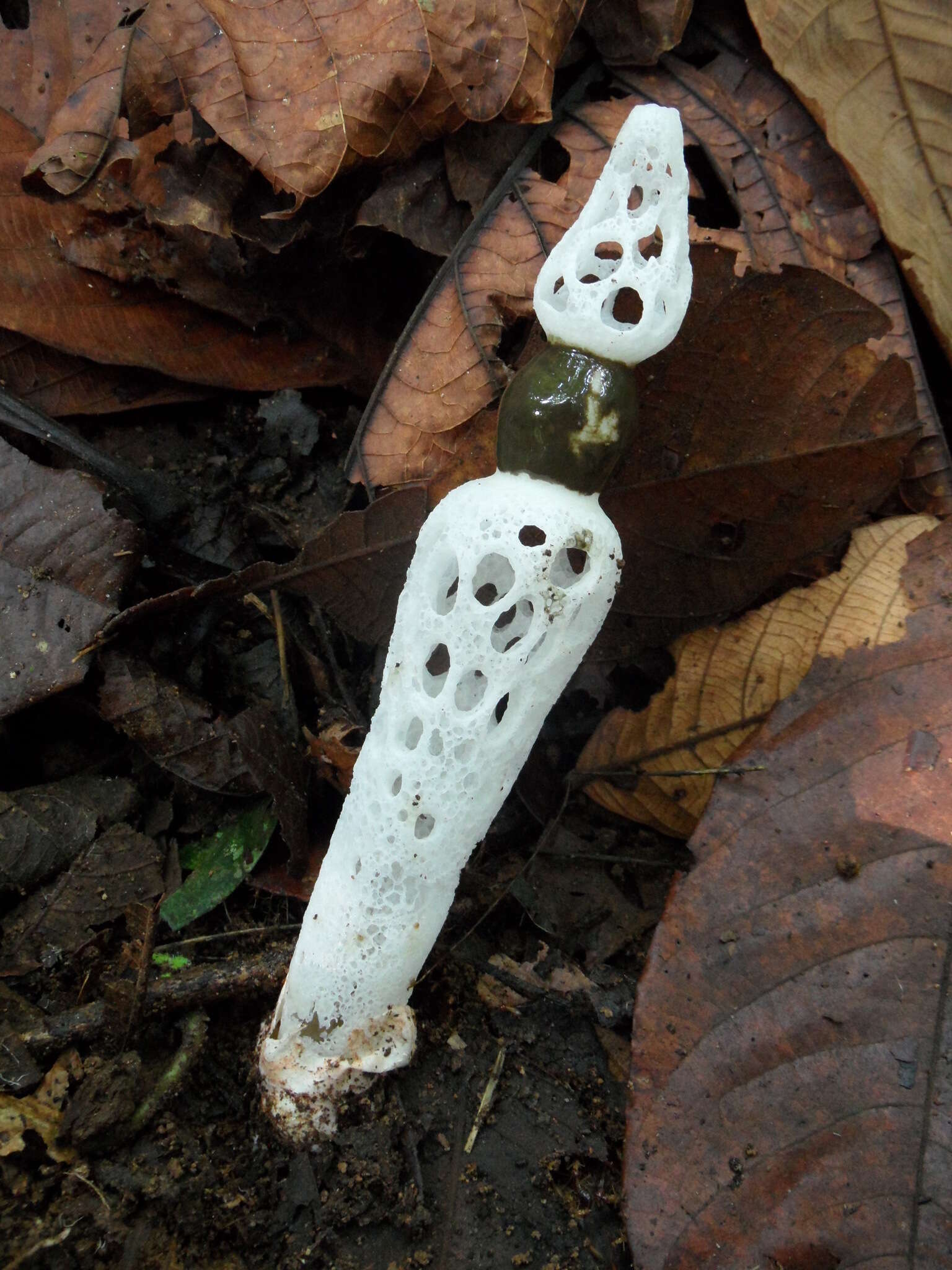 Image of Staheliomyces