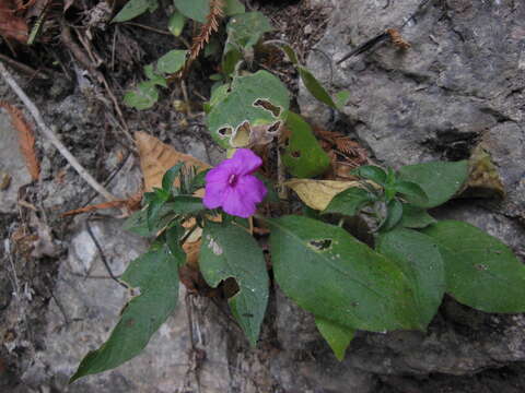 Image of Ruellia matagalpae Lindau