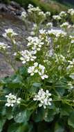 Imagem de Cardamine asarifolia L.