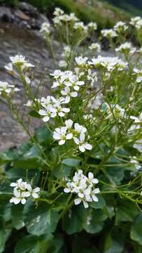 Imagem de Cardamine asarifolia L.