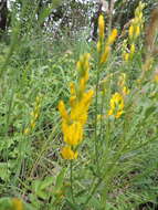 Imagem de Genista tinctoria subsp. tinctoria