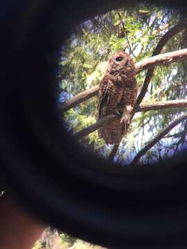 Image of Spotted Owl