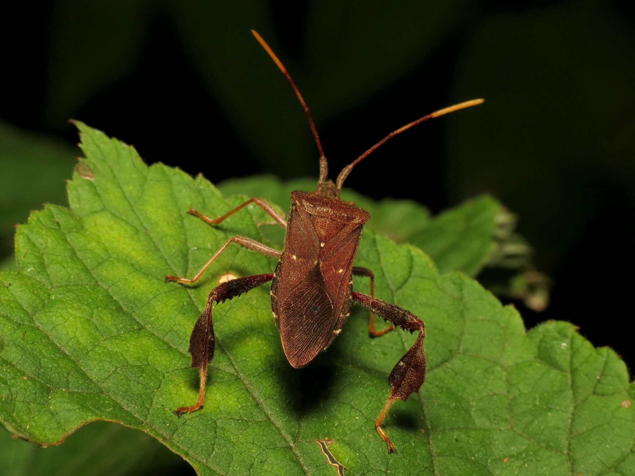 Image of Leptoglossus oppositus (Say 1832)