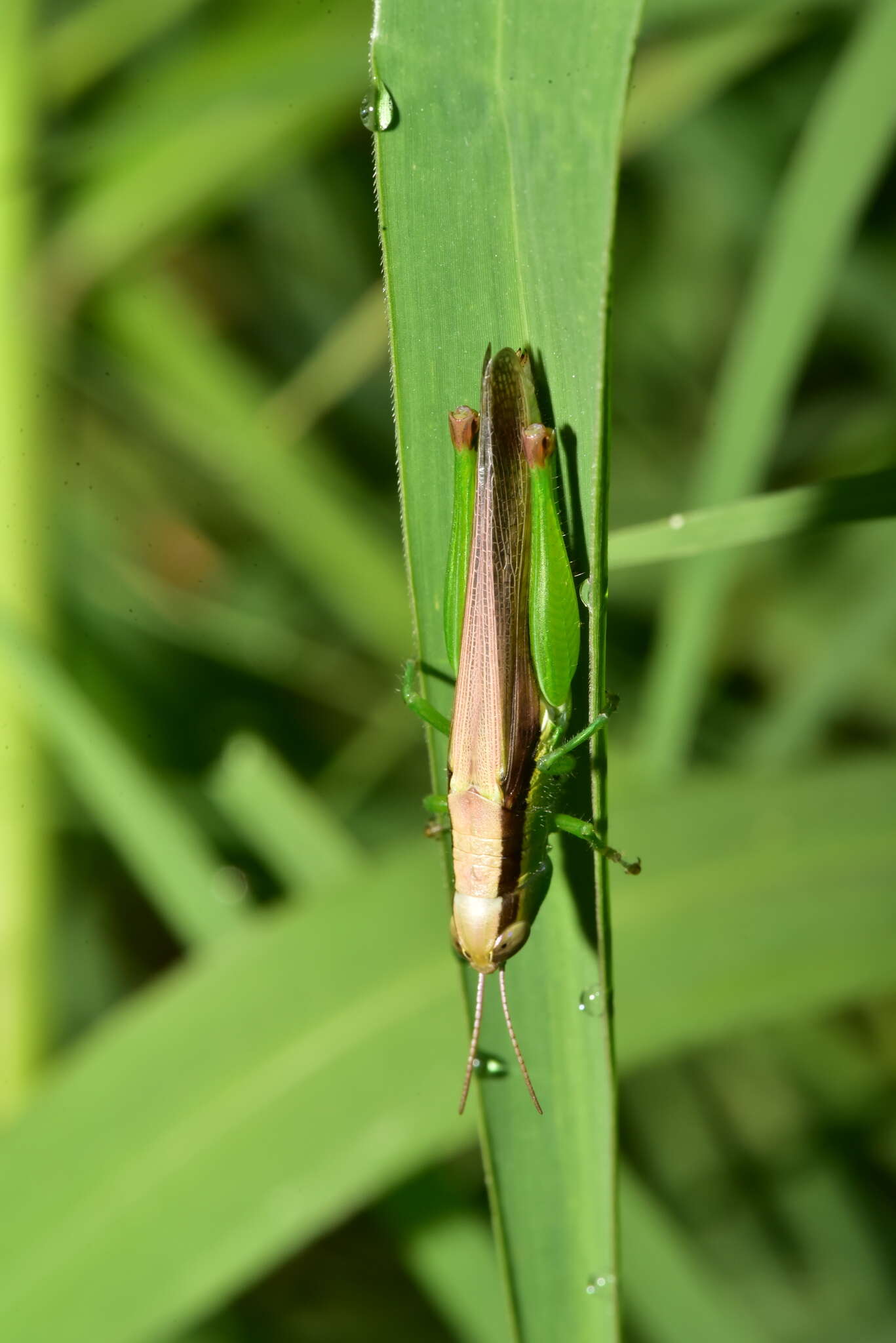 Image of Grasshopper