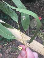 صورة Eucalyptus tereticornis subsp. tereticornis