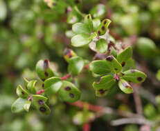 Слика од Arctostaphylos nummularia subsp. mendocinoensis (P. V. Wells) V. T. Parker, M. C. Vasey & J. E. Keeley